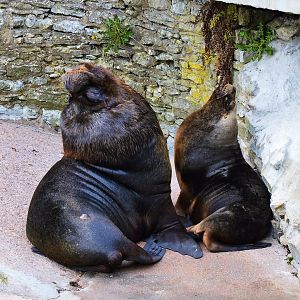 Patagonian sea lions