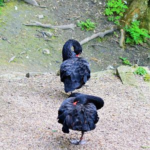 Two black swans