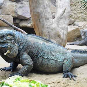 Rhinoceros iguanas