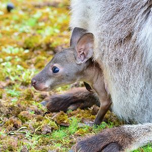 Bennett’s wallaby joey