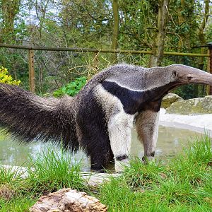 Giant Anteater poopin' in the pool