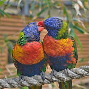 Rainbow Lorikeets