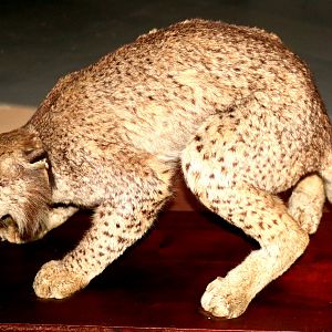 Iberian (Spanish) Lynx; Natural History Museum, Lisbon; 9th April 2019