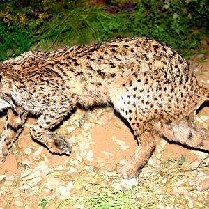 Iberian (Spanish) lynx; Lisbon Natural History Museum; 9th April 2019.