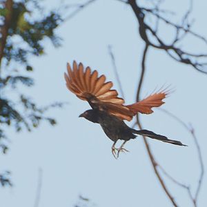 Greater coucal