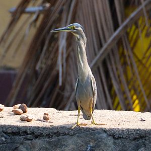 Striated heron ?