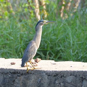 Striated heron  ?