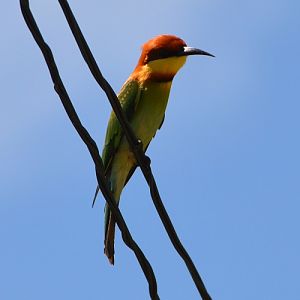 Chestnut-headed bee-eater