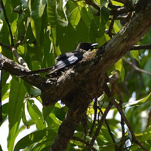 Drongo on nest