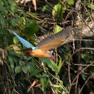 Stork-billed kingfisher