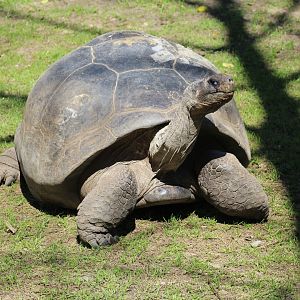 Western Santa Cruz Giant Tortoise