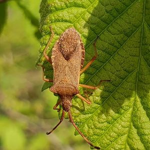 Dock bug - Coreus marginatus