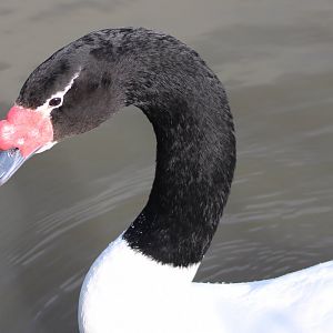 Black-necked swan