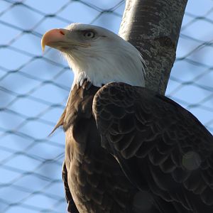 Bald eagleMarch 2 2019March 2 2019