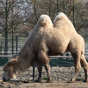 Camel
