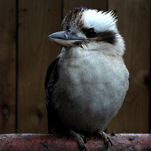 Kookaburra VWP
