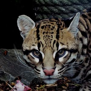 Ocelot PWP