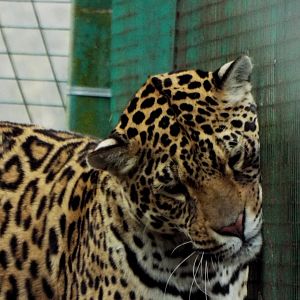 Jaguar having a scratch PWP