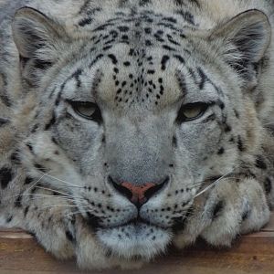 Snow leopard PWP
