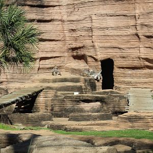 Hamadryas Baboon Enclosure