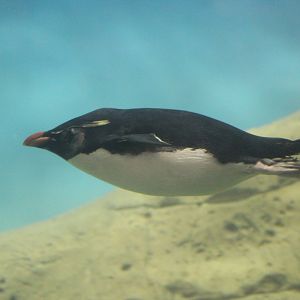 Southern Rockhopper Penguin