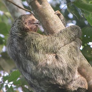 Brown-throated 3-toed Sloth - Mar 2019