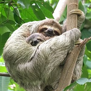 Brown-throated 3-toed Sloth and Young - Apr 2019