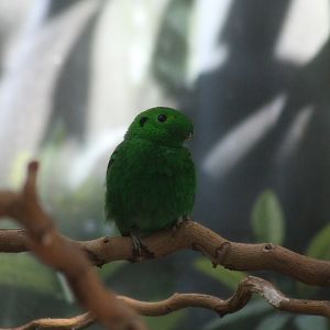 Lesser Green Broadbill