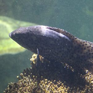 Riverbanks- Grouper ID?