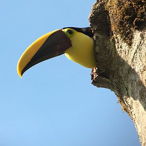 Yellow throated/ Chesnut-mandibled Toucan - Mar 2019
