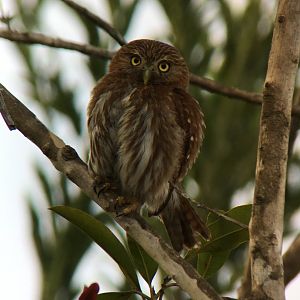 Ferruginous Pygmy Owl - Apr 2019