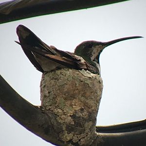 Violet Sabrewing female on nest - Apr 2019