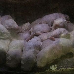 Naked mole rat