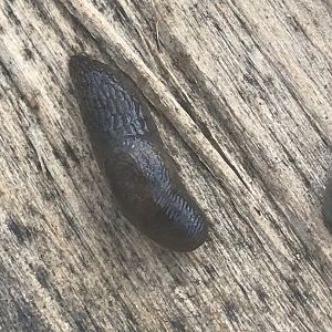 Can sombody identify