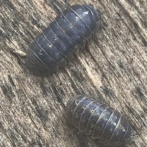 Common pill woodlouse