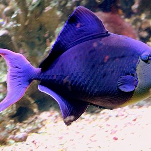 Blue triggerfish; Vasco da Gama Aquarium, Lisbon; 8th April 2019