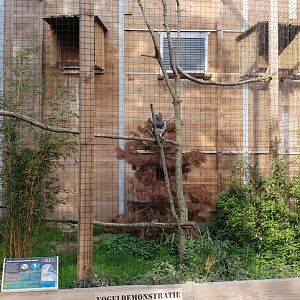 Aviary Black-chested buzzard-eagle