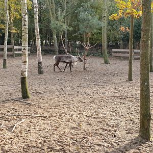 Reindeer-enclosure