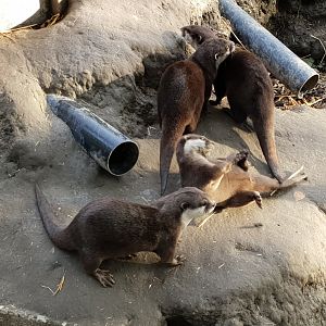 Small-clawed otters