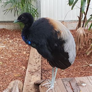 Grey-winged trumpeter