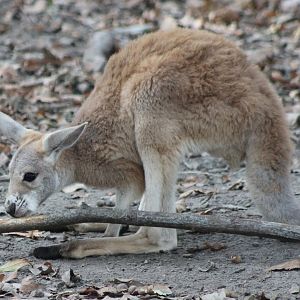 Young Red kangaroo