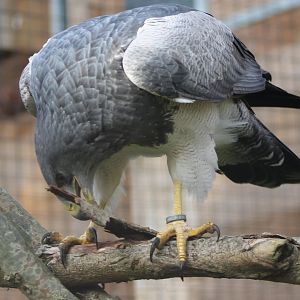 Black-chested buzzard-eagle