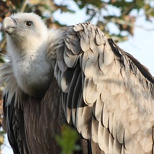 Griffon vulture