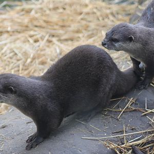 Asian small-clawed otters