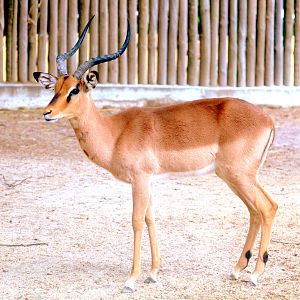 Black-faced impala; Lisbon; 6th April 2019.