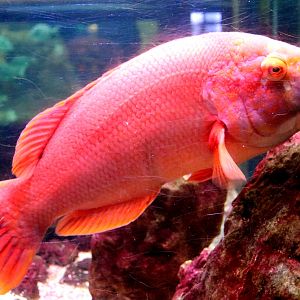 Barred hogfish; Vasco da Gama Aquarium, Lisbon; 8th April 2019