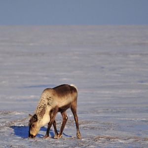 Caribou - Alaska
