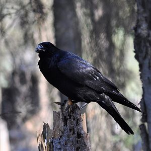 Common Raven - Alaska