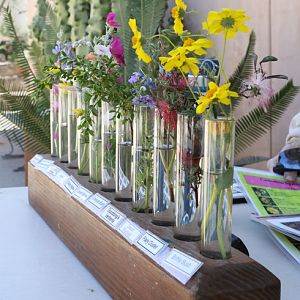docent wildflower display