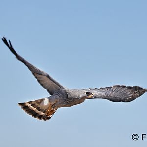 Gray Hawk (Raptor Free Flight Demo)